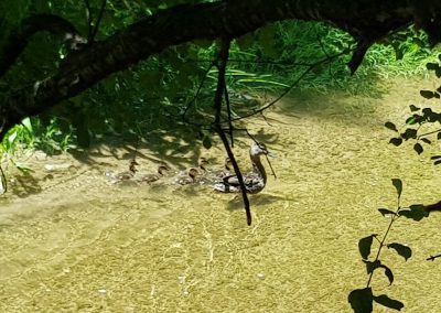duck and babies